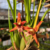 Orquídea Maxillaria Tenuifolia com Perfume de Côco Pré-adulta