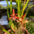 Orquídea Maxillaria Tenuifolia com Perfume de Côco - Adulta