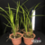 Orquídea Maxillaria Tenuifolia com Perfume de Côco - Adulta - loja online