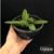 Imagem do Orquídea Bulbophyllum Medusae- Pré adulta