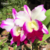 Orquidea Lc. Memoria Robert Strait - Pré-adulta