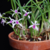 Orquidea Micro Laelia Lundii - Pré-Adulta de porte pequeno - comprar online