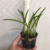 Orquidea Micro Laelia Lundii - Pré-Adulta de porte pequeno na internet