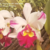 Orquídea (MS242)Blc. Chunyeah 17 X Blc. Dream Paradise - Pré-adulto