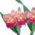 Orquídea (MS28) Pot. Exotic Dream - Tam. 3