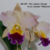 Orquídea (MS307) Pot. Exotic Dream X Lc. Horace Maxima- Pré-adulta