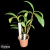 Orquídea Dendrobium Densiflorum - Pré-Adulta - loja online