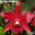 Orquidea(MS89) Blc. Nobiles Bruno Bruno - Pré-adulta - comprar online