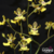 Orquídea Oncidium Trichocentrum - Tam.3 - comprar online