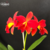 Orquidáceas 1º Amor Tam.3 - comprar online