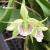 Orquídea Anacheilium Fragrans- Pré adulta