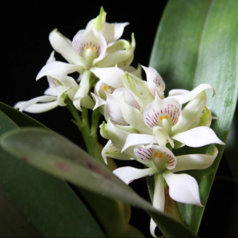 Orquídea Anacheilium Fragrans- adulta - comprar online