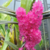 Orquídea Ascocentrum Ampullaceum - Planta Adulta
