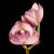 Orquídea Corte de Bifrenaria Tyrianthina- Adulta - comprar online