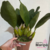 Orquídea Bifrenaria Tyrianthina - adulta