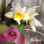 Orquídea Corte de Bifrenaria Tyrianthina- Adulta na internet