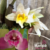 Orquídea Bifrenaria Tyrianthina - Tam. 3 na internet