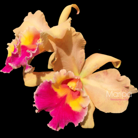 Orquídea Blc. Chunyeah 17 X Blc. Pumpkin Festival- Tam. 3 - comprar online