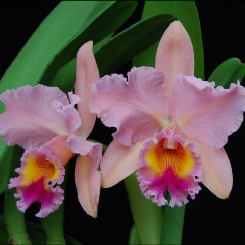 Orquídea Blc. George King Serendipty - Tam. 2 - comprar online