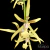Orquídea Brassia Archnoidea Barbosa Rodrigues X Miltonia Flavescens- Adulta - comprar online