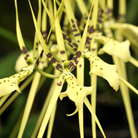Orquídea Brassia Rex planta exótica - Pré adulta - comprar online