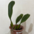 Bulbophyllum Rothschildianum- Pré Adulta - Orquidário Maripá