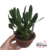 Orquídea Bulbophyllum Tremulum - Mini Orquídea Adulta Tosseira - comprar online