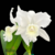 Orquídea C. Hawaiian Wedding Song Virgin - adulta - comprar online