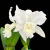 Orquídea C. Hawaiian Wedding Song Virgin - adulta - comprar online