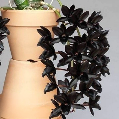Orquídea Fredclarkeara After Midnight Black Pearl - Tam. 2 - comprar online