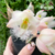 Orquídea Clowesia Grace Dunn (CTS-100) - Tam.2