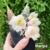 Orquídea Clowesia Grace Dunn (CTS-100) - Tam.2 - comprar online