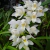Orquídea Cymbidium Easy Breezy- Pré adulta