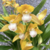 Orquídea Cymbidium Gold Rush- Tam.3