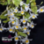 Orquidea Dendrobium Findlayanum - Tam.2 - comprar online