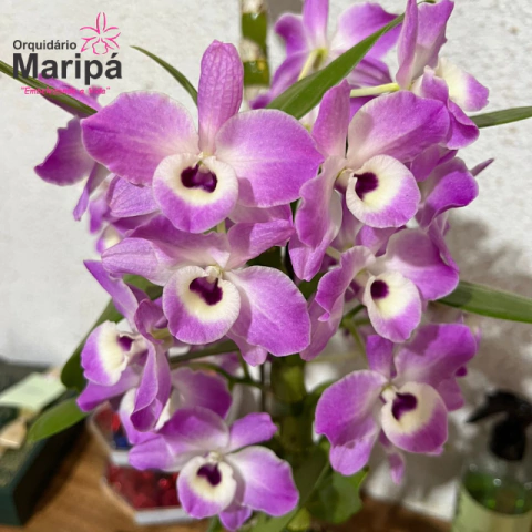Orquidea Dendrobium Nobile Lilas - Planta Adulta