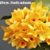 Dendrobium Sulcatum - Pré adulta na internet