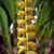 Orquidea Dendrochilum Longifolium- Pré adulta - comprar online