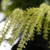 Orquidea Dendrochilum Uncatum- Tam.3 - comprar online