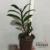 Orquídea Epicattleya Renê Marques - Tam. 3 na internet