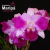 Orquidea Lc. Aqui Fim Nature Best - Tam.2