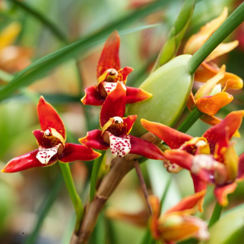 Orquídea Maxillaria Tenuifolia com Perfume de Côco - Adulta - comprar online