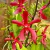 Orquídea Mokara Top Red- Pre-adulta - comprar online