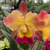 Orquídea (MS28) Pot.Exotic Dream - Adulta na internet