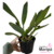 Orquídea (MS28) Pot.Exotic Dream - Adulta - comprar online