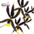 Orquídea Oncidium Black(Negro) - Planta Adulta