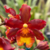 Orquidea Oncidium Catatante Sun King - Pré adulta - comprar online