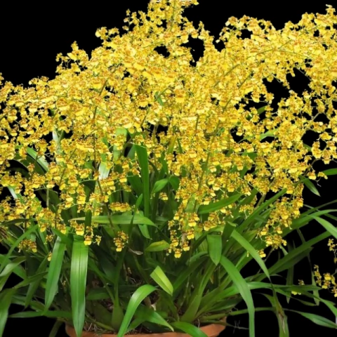 Orquidea Oncidium Sphacelatum - Planta Adulta - comprar online
