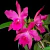Orquídea Pot Helia Biani Ferreira - Tam. 2 - comprar online