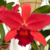 Orquidea Slc. Riffe Red December(089) - Tam.2